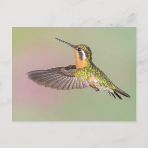 Carte Postale Joli Colibri Volant