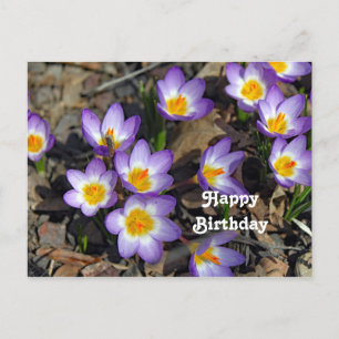 Carte Postale Joli Crocus Violet Floral Photo Anniversaire