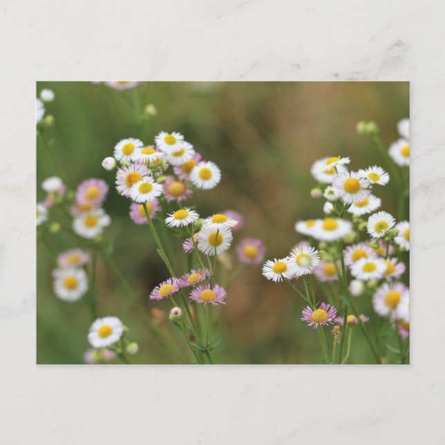 Carte Postale Joli Daisy (Devant)