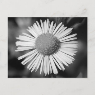 Carte Postale Joli Daisy