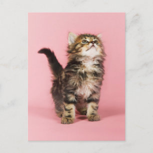 Carte Postale Joli en Kitten rose