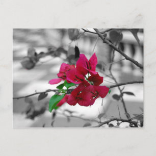 Carte Postale Joli en rose