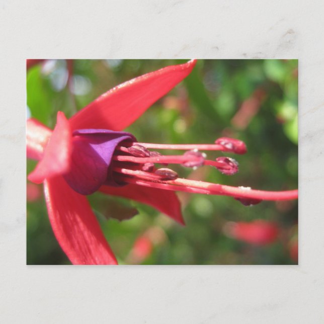 Carte Postale Joli en rose. (Devant)