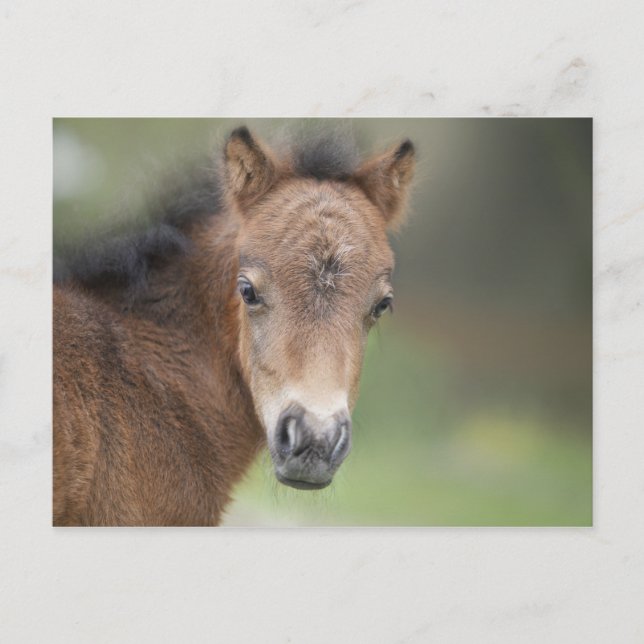 Carte Postale Joli Foal Baby Horse (Devant)