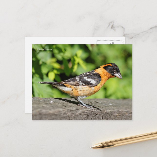 Carte Postale Joli Grosbeak à tête noire (Devant/Arrière en situation)