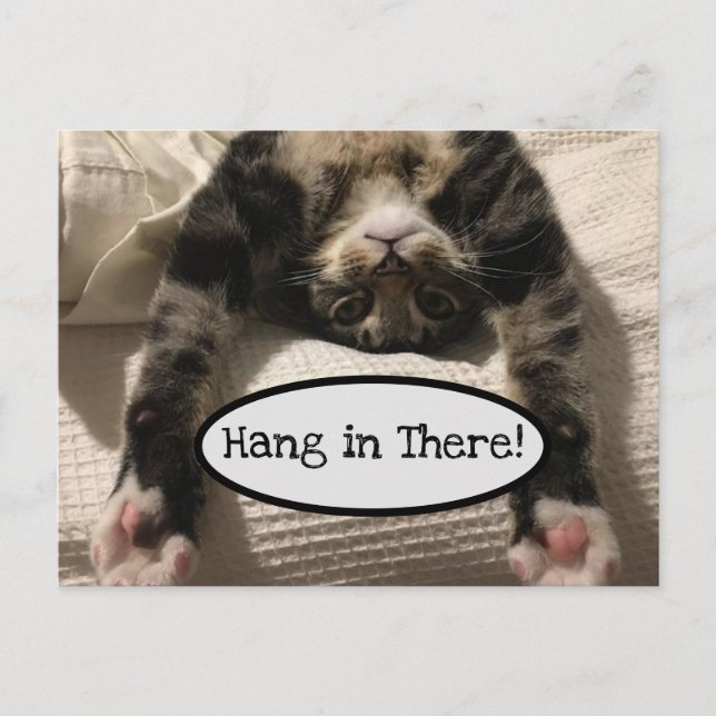 Carte Postale Joli Henry Cat Hang in There Photo (Devant)