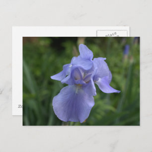 Carte Postale Joli Jardin d'Iris