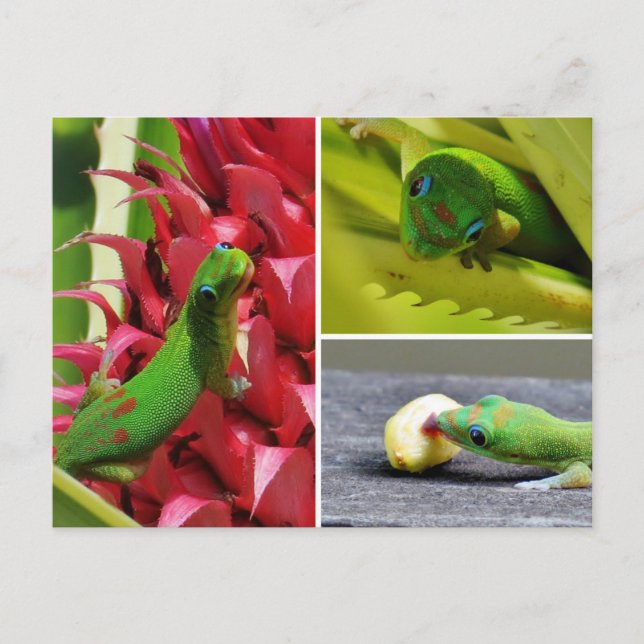 Carte Postale Joli jour de poussière d'or gecko ananas rose Hawa (Devant)