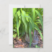 Joli lapin de coton assis sous la Lily de Tiger