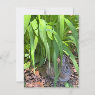 Carte Postale Joli lapin de coton assis sous la Lily de Tiger