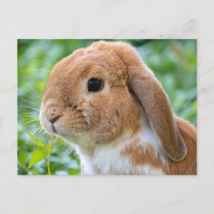 Carte Postale Joli lapin orange et blanc