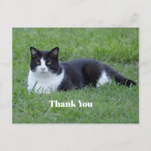 Carte Postale Joli noir et blanc Tuxedo Merci photo de chat
