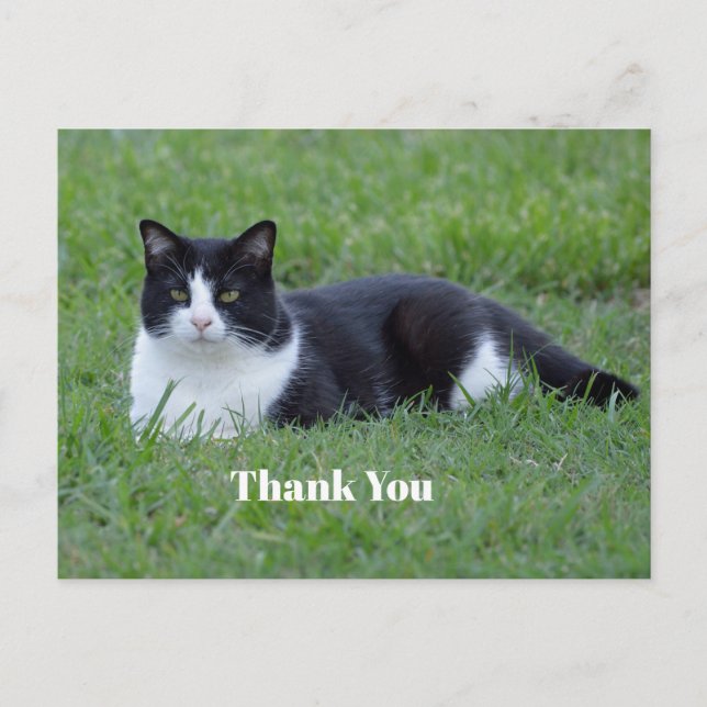 Carte Postale Joli noir et blanc Tuxedo Merci photo de chat (Devant)