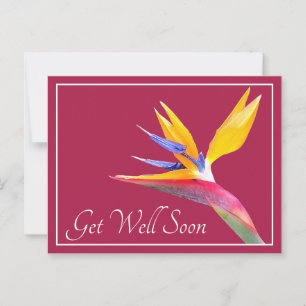 Carte Postale Joli Oiseau De Paradise Fleur Rose Retour Bien