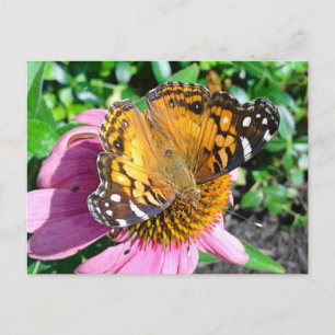 Carte Postale Joli papillon Monarque 