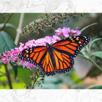 Joli papillon Monarque Photo