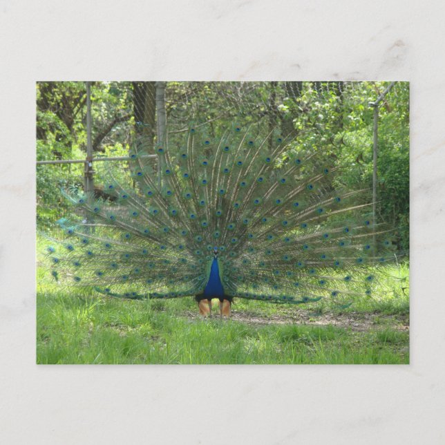 Carte Postale Joli Peacock Montrant Plumes (Devant)