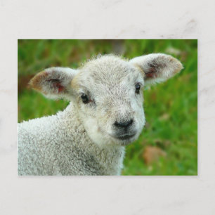 Carte Postale Joli petit agneau blanc