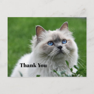 Carte Postale Joli petit chat gris yeux bleus Photo Merci