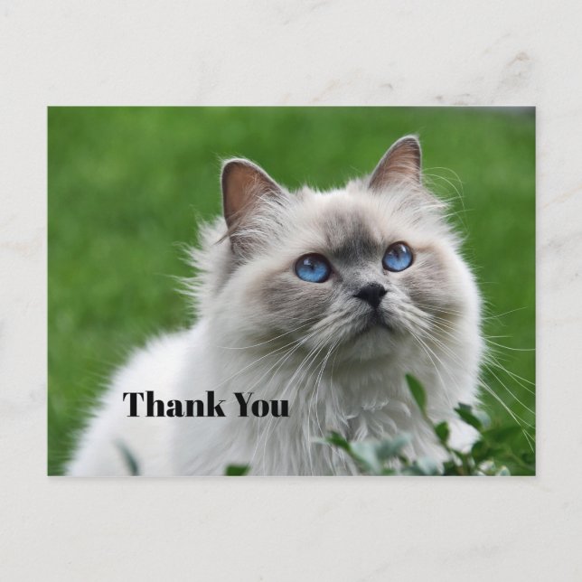 Carte Postale Joli petit chaton gris yeux bleus Photo Merci (Devant)