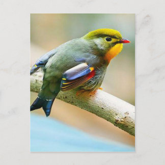 Carte Postale Joli Petit Oiseau