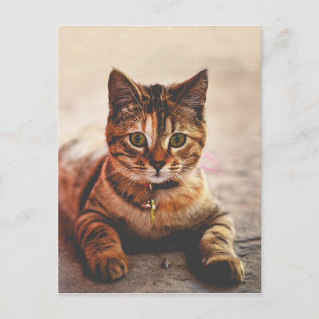 Carte Postale Joli Petit Tabby Chat Kitten Kitty Animal (Devant)