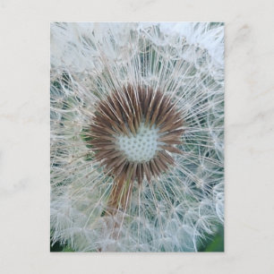 Carte Postale Joli Pissenlit Blanc