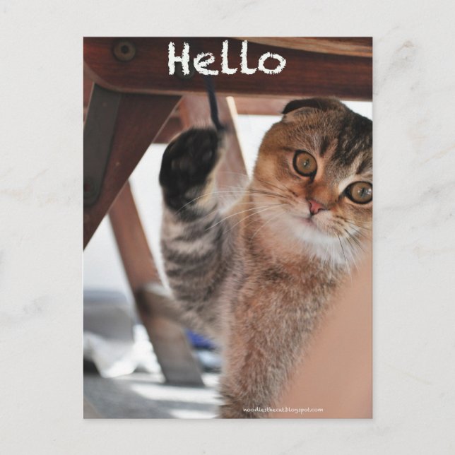 Carte Postale Joli plat écossais nouilles chat dire bonjour cart (Devant)