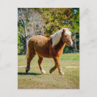 Joli poney de Shetland