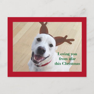 Carte Postale Joli Renne Blanc Sourire Chien Rouge Noël
