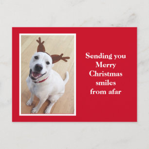 Carte Postale Joli renne souriant Chien Chien Chien Chien Chien 