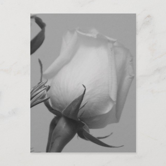 Carte Postale Joli Rose (Devant)