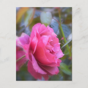 Carte Postale Joli Rose