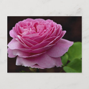 Carte Postale Joli Rose de thé hybride "Heirloom"