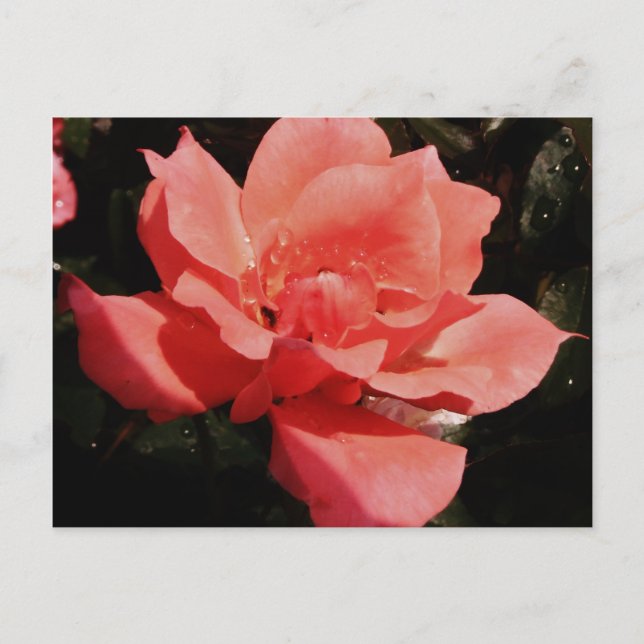 Carte Postale Joli rose rose Peach floral (Devant)