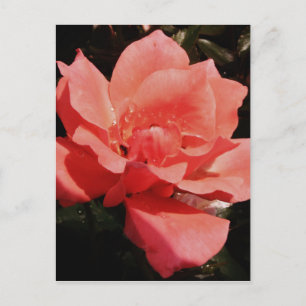 Carte Postale Joli rose rose Peach floral