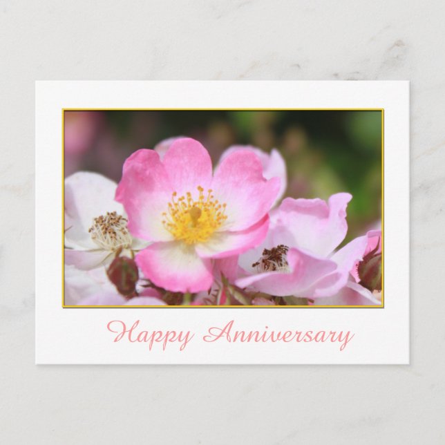 Carte Postale joli rose rose sauvage fleur heureux anniversaire (Devant)