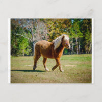 Joli Shetland Pony