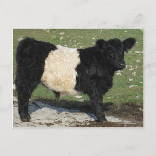 Carte Postale Joli veau Galloway ceinturé noir