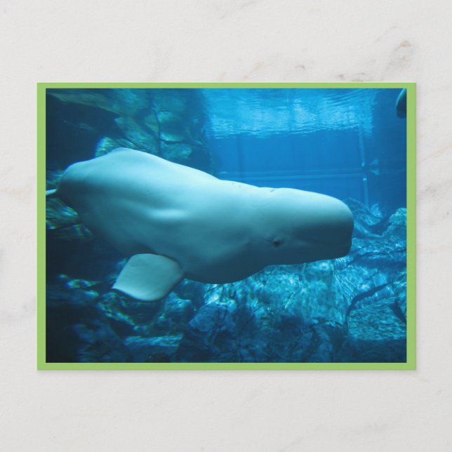 Carte Postale Jolie Baleine Beluga En Aquarium En Géorgie (Devant)