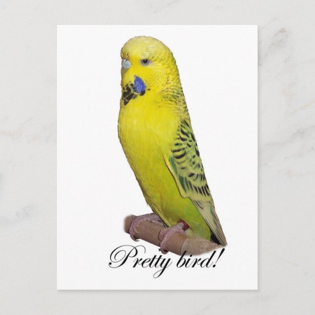 Carte postale Jolie Bird (Devant)