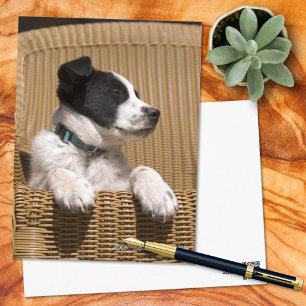 Carte Postale Jolie Bordure Collie Heeler Mix Puppy Photo Miss Y
