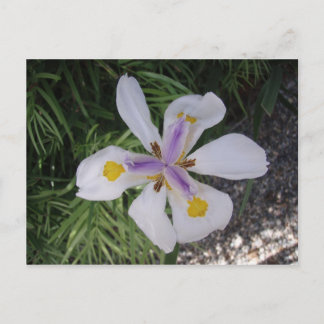 Carte Postale Jolie fleur