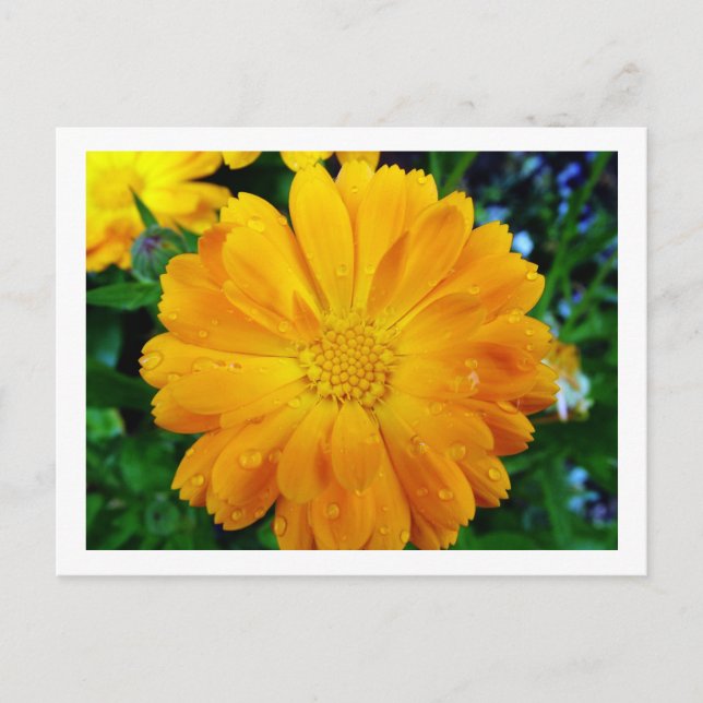 Carte Postale jolie fleur de marguerite jaune frais (Devant)