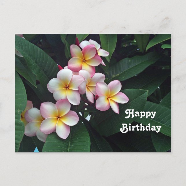 Carte Postale Jolie Fleur de Plumeria Fleurie Rose et Jaune pour (Devant)