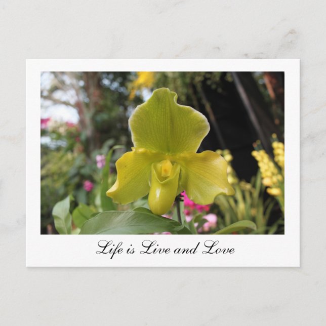 Carte Postale Jolie fleur d'orchidée verte, photo florale (Devant)