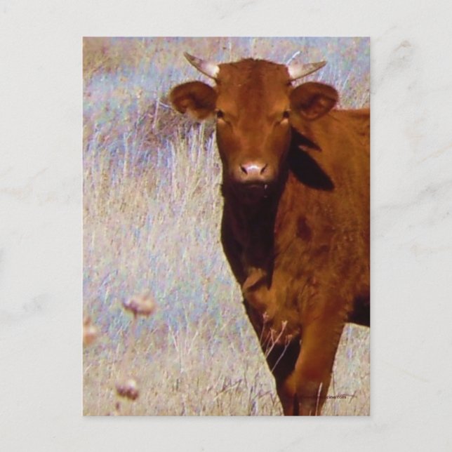 Carte Postale Jolie jeune vache rouge avec cornes Ouest (Devant)