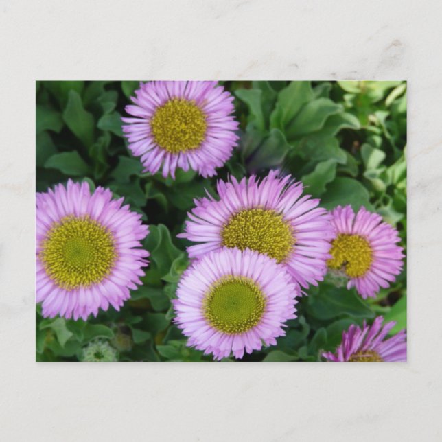 Carte Postale Jolie Lavender Erigeron Flowers (Devant)