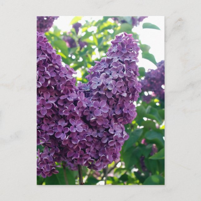Carte Postale Jolie Lilacs pourpres (Devant)