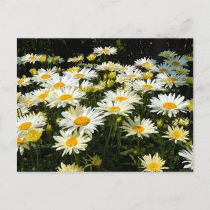 Carte Postale Jolie marguerite blanche Jardin Floral Photo